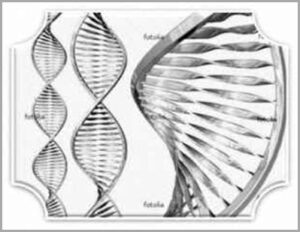 Dna humano 12 helices