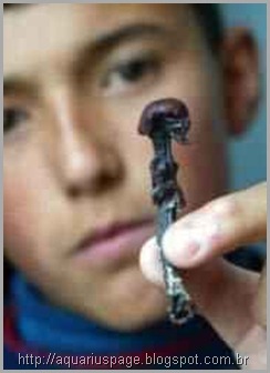 O misteriosos mini humanóides encontrado no Chile e na Rússia