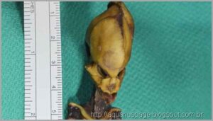O misteriosos mini humanóides encontrado no Chile e na Rússia 5 Et humanoide mini ser atacama