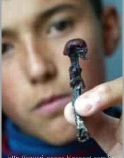Mini Humanoide Chile Atacama o misteriosos mini humanóides encontrado no chile e na rússia.