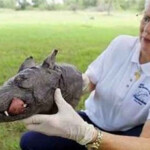 Chupacabras Real criatura horrível – será o chupacabras.