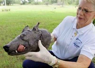 Criatura horrível – Será o chupacabras ?