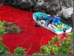 Japoneses Pinta o Mar com Sangue de Golfinhos