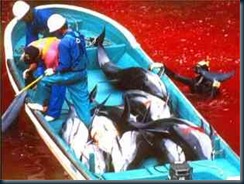 Mar vermelho matanca golfinhos japoneses pinta o mar com sangue de golfinhos.