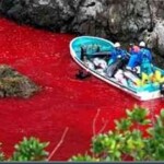 Mar Vermelho Matanca Orcas Golfinhos japoneses pinta o mar com sangue de golfinhos.