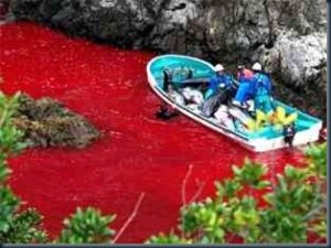 Japoneses Pinta o Mar com Sangue de Golfinhos 2 Mar vermelho matanca orcas golfinhos