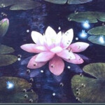 Flor Lotus Seu Simbolismo a flor de lótus.