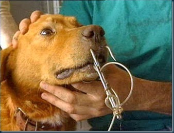 Cães e Gatos são usados como isca para tubarão na França