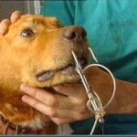 Maus Tratos com Animais cães e gatos são usados como isca para tubarão na frança.