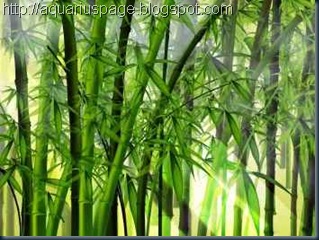 As sete lições do bambu (Filosofia Zen Japonesa)