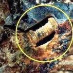 Parafuso Pre Histórico um parafuso de 300 milhões de anos….