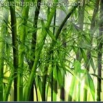 Sete Licoes Espirituais Bambu as sete lições do bambu.