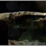 Espaconave Alienigena Acidentada Lua enorme espaçonave antiga acidentada na lua.