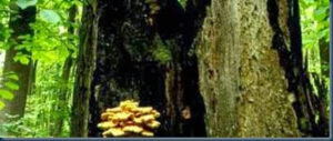 As maiores e antigas árvores estão morrendo 1 Mortandade arvores natureza