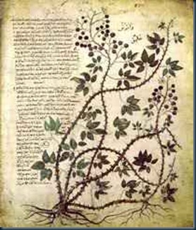 O manuscrito de Voynich é o Livro mais Misterioso do Mundo