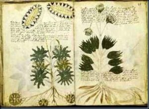 O manuscrito de Voynich é o Livro mais Misterioso do Mundo 3 Manuscrito antigo voynich