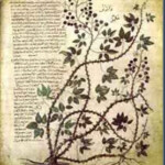 manuscrito voynich