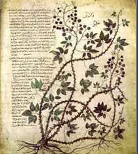 manuscrito voynich