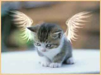 Os Animais no Plano Espiritual