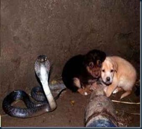 Uma cobra protegeu dois filhotes de cães, por 48 horas em um buraco