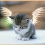 Animais no Astral o plano espiritual e o espíritos dos animais.