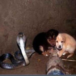 Cobra Protege Filhote Cachorros uma cobra protegeu dois filhotes de cães, por 48 horas em um buraco.