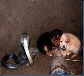 Cobra Protege Filhote Cachorros uma cobra protegeu dois filhotes de cães, por 48 horas em um buraco.
