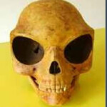 Cranio Sealand o mistério do crânio de sealand.