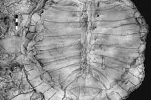 Fossil de tartaruga passado próspero.