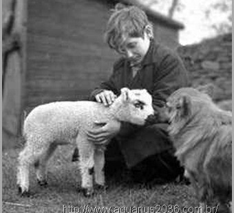 Evolucao dos Animais Espiritismo a evolução dos animais segundo o espiritismo.