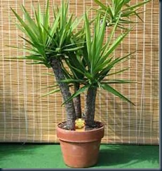 Plantas de interior podem aumentar a sua saúde