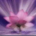 Lotus Sagrado Vida Eterna genoma do "lótus sagrado" poderá revelar segredos da vida eterna.