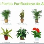 Plantas purificadoras ar plantas de interior podem aumentar a sua saúde.