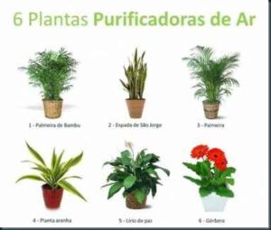 Plantas de interior podem aumentar a sua saúde 1 Plantas purificadoras ar