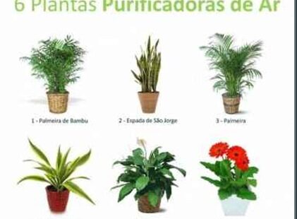 Plantas purificadoras ar plantas de interior podem aumentar a sua saúde.