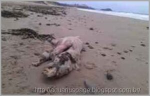 Profecias Prevêem a Volta de Titãs e Criatura Mutantes antes do Fim 4 Criaturas estranhas encontrada praia