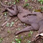 Criatura Nao Identidicada Venezuela criatura exótica é encontrada na venezuela.