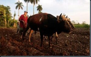 Onu alerta para impacto irreversível das mudanças climáticas 2 Impactos ambientais