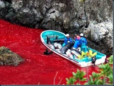 Parem a matança! Massacre de golfinhos e baleias no Japão e Dinamarca