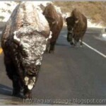 Bisons Fugindo alerta em torno do supervulcão yellowstone, os animais estão fugindo de sua área.