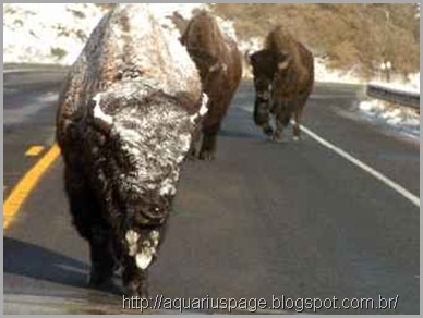 Bisons Fugindo alerta em torno do supervulcão yellowstone, os animais estão fugindo de sua área.