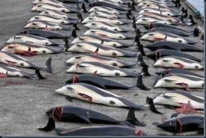 Carcacas de golfinhos massacre jápao