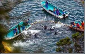 Cerco aos golfinhos jápao