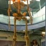 Gigante do Equador os gigantes do equador chegaram á 7 metros de altura.