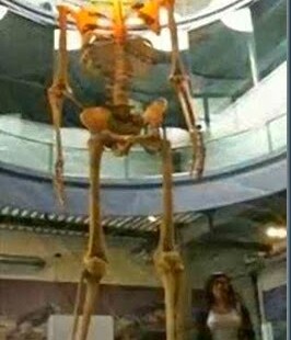 Gigante do Equador os gigantes do equador chegaram á 7 metros de altura.