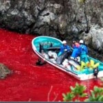 Massacre de Golfinhos parem a matança! massacre de golfinhos e baleias no japão e dinamarca.