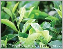 Arvore de cha antibióticos