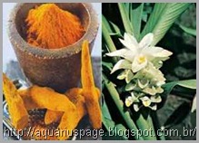 Curcuma antibióticos