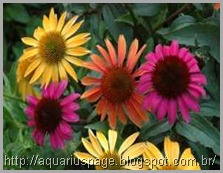 Echinacea antibióticos