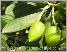 Extrato folha oliveira antibióticos